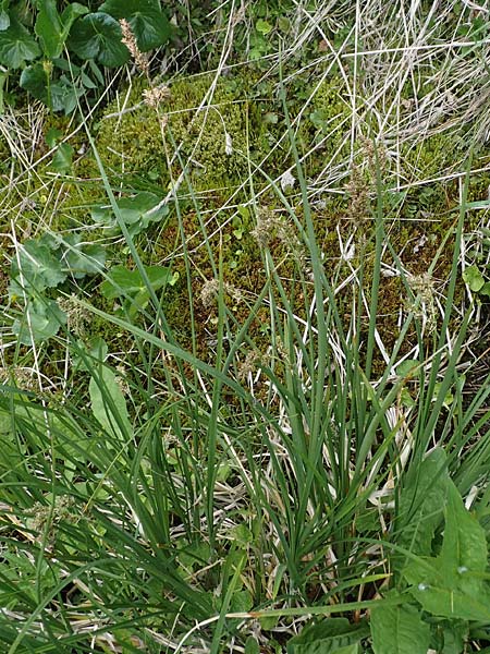 Carex paniculata \ Rispen-Segge / Greater Tussock Sedge, A Pusterwald, Eiskar 29.6.2021