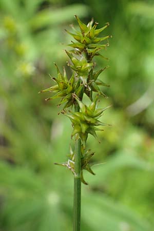 Carex echinata \ Igel-Segge, Stern-Segge / Star Sedge, A Seckauer Tauern, Brandstätter Törl 1.7.2021
