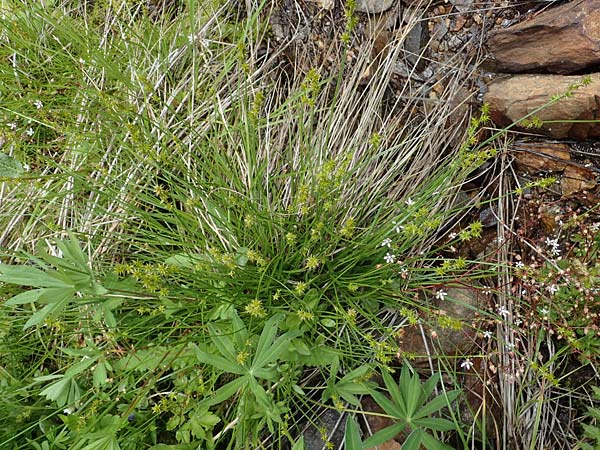 Carex echinata \ Igel-Segge, Stern-Segge / Star Sedge, A Seckauer Tauern, Brandstätter Törl 1.7.2021