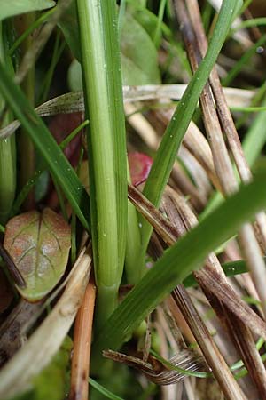 Carex echinata \ Igel-Segge, Stern-Segge / Star Sedge, A Seckauer Tauern, Brandstätter Törl 1.7.2021
