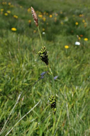 Carex vaginata \ Scheiden-Segge / Sheathed Sedge, A Wölzer Tauern, Kleiner Zinken 24.7.2021