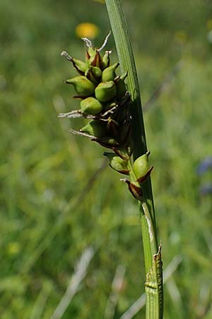 Carex vaginata \ Scheiden-Segge / Sheathed Sedge, A Wölzer Tauern, Kleiner Zinken 24.7.2021