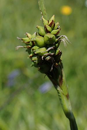 Carex vaginata \ Scheiden-Segge / Sheathed Sedge, A Wölzer Tauern, Kleiner Zinken 24.7.2021