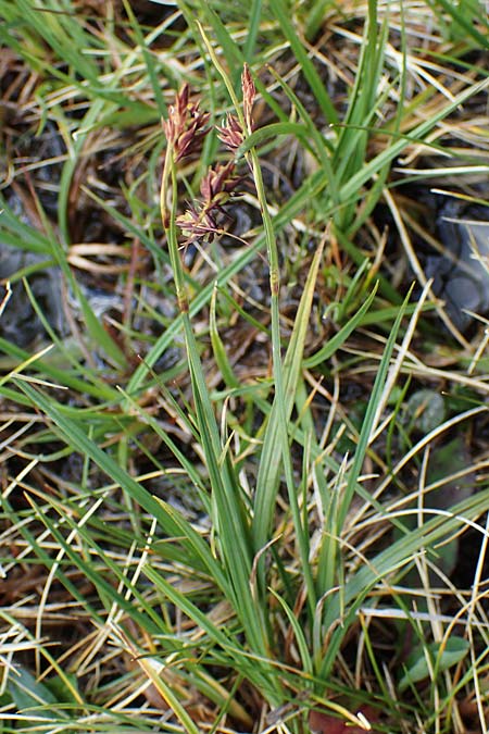 Carex paupercula \ Riesel-Segge / Tall Bog Sedge, A Niedere Tauern, Sölk-Pass 26.7.2021