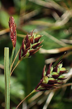 Carex paupercula \ Riesel-Segge / Tall Bog Sedge, A Niedere Tauern, Sölk-Pass 26.7.2021