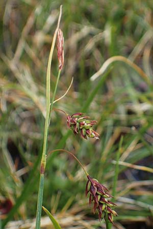 Carex paupercula \ Riesel-Segge / Tall Bog Sedge, A Niedere Tauern, Sölk-Pass 26.7.2021