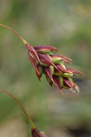 Carex paupercula \ Riesel-Segge / Tall Bog Sedge, A Niedere Tauern, Sölk-Pass 26.7.2021