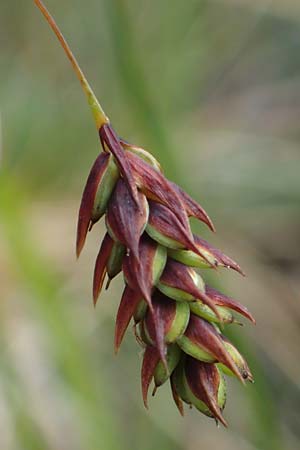 Carex paupercula \ Riesel-Segge / Tall Bog Sedge, A Niedere Tauern, Sölk-Pass 26.7.2021