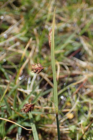 Carex paupercula \ Riesel-Segge / Tall Bog Sedge, A Niedere Tauern, Sölk-Pass 26.7.2021