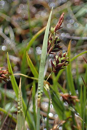 Carex paupercula \ Riesel-Segge / Tall Bog Sedge, A Niedere Tauern, Sölk-Pass 26.7.2021