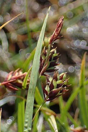 Carex paupercula \ Riesel-Segge / Tall Bog Sedge, A Niedere Tauern, Sölk-Pass 26.7.2021