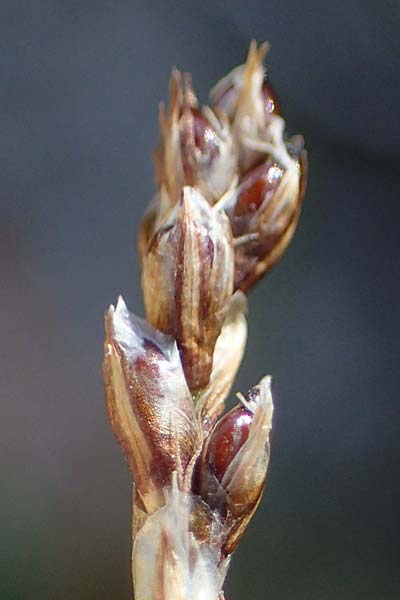 Carex myosuroides \ Nacktried, hren-Schuppenried / Bellardi Bog Sedge, A Wölzer Tauern, Hohenwart 29.7.2021