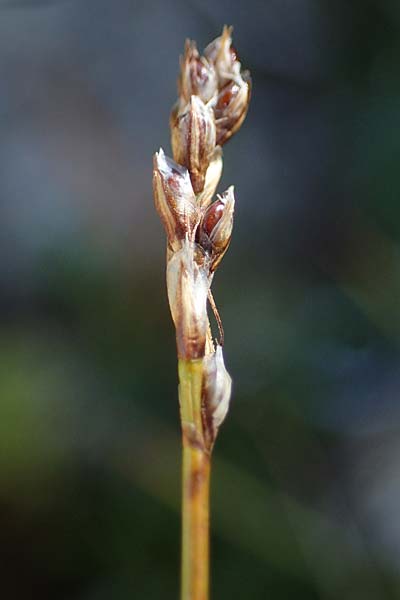 Carex myosuroides \ Nacktried, hren-Schuppenried / Bellardi Bog Sedge, A Wölzer Tauern, Hohenwart 29.7.2021