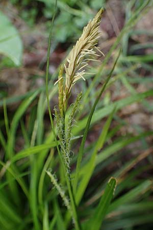 Carex sylvatica \ Wald-Segge / Wood Sedge, A Türnitz 6.5.2022