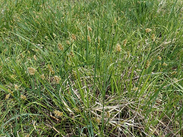 Carex otrubae \ Hain-Segge, Falsche Fuchs-Segge / False Fox Sedge, A Seewinkel, Apetlon 8.5.2022