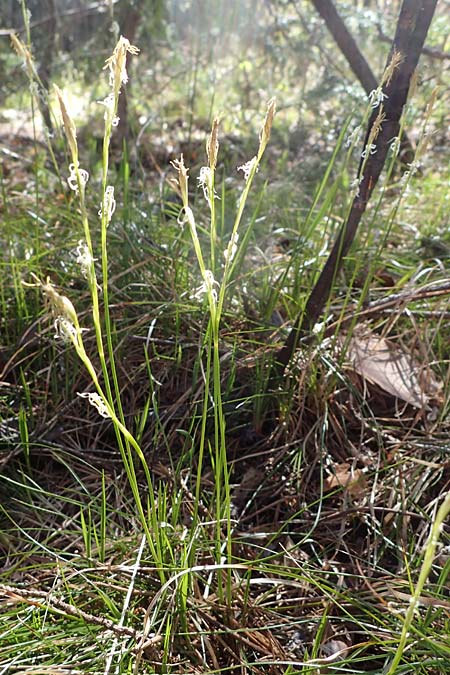 Carex alba \ Weie Segge / White Sedge, A Osttirol, Lienz 5.4.2023