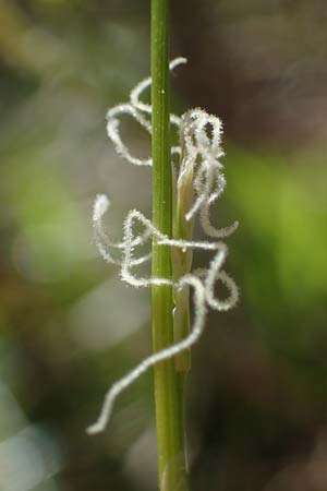 Carex alba \ Weie Segge / White Sedge, A Osttirol, Lienz 5.4.2023