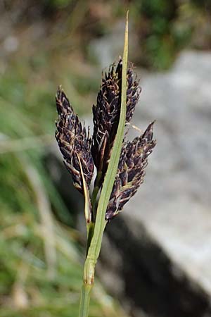 Carex atrata \ Geschwrzte Segge / Black Alpine Sedge, A Bad Gastein 29.6.2025