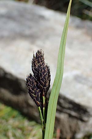 Carex atrata \ Geschwrzte Segge / Black Alpine Sedge, A Bad Gastein 29.6.2025