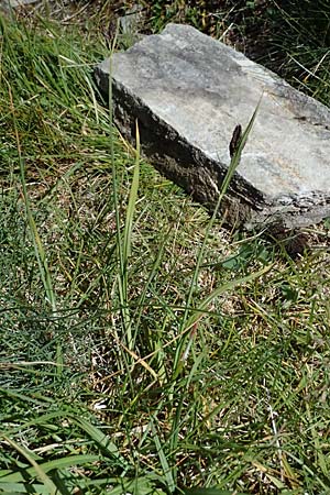 Carex atrata \ Geschwrzte Segge / Black Alpine Sedge, A Bad Gastein 29.6.2025
