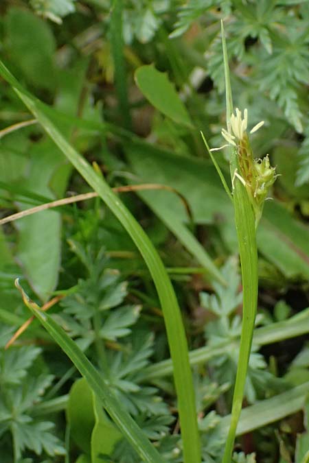 Carex spec2 ? \ Segge / Sedge, A Salzburg, Felbertauern Nordportal 18.6.2026