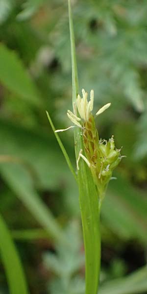Carex spec2 ? \ Segge / Sedge, A Salzburg, Felbertauern Nordportal 18.6.2026