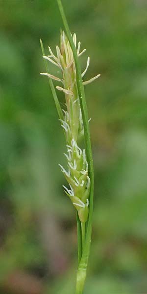 Carex spec2 ? \ Segge / Sedge, A Salzburg, Felbertauern Nordportal 18.6.2026