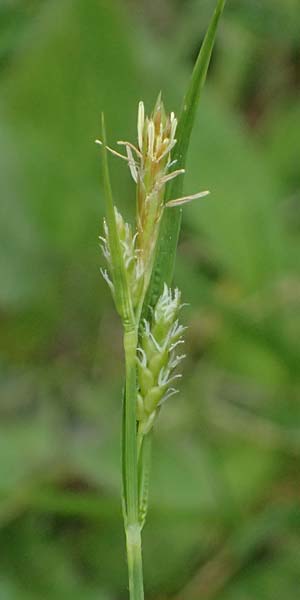 Carex spec2 ? \ Segge / Sedge, A Salzburg, Felbertauern Nordportal 18.6.2026