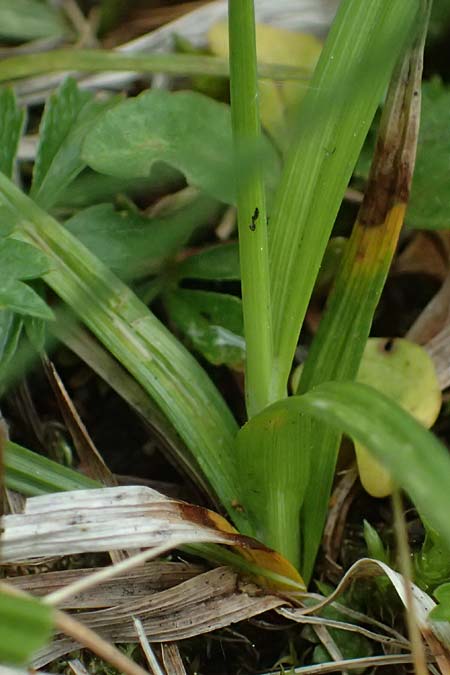 Carex spec2 ? \ Segge / Sedge, A Salzburg, Felbertauern Nordportal 18.6.2026