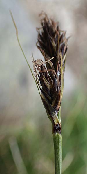 Carex curvula \ Gewhnliche Krumm-Segge / Curly Sedge, A Seckauer Tauern, Brandstätter Törl 1.7.2021