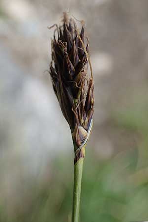 Carex curvula \ Gewhnliche Krumm-Segge / Curly Sedge, A Seckauer Tauern, Brandstätter Törl 1.7.2021