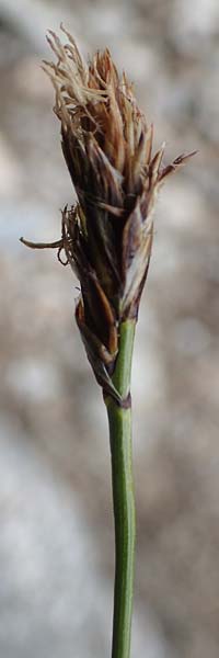 Carex curvula \ Gewhnliche Krumm-Segge / Curly Sedge, A Seckauer Tauern, Brandstätter Törl 1.7.2021