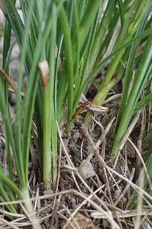Carex curvula \ Gewhnliche Krumm-Segge / Curly Sedge, A Seckauer Tauern, Brandstätter Törl 1.7.2021
