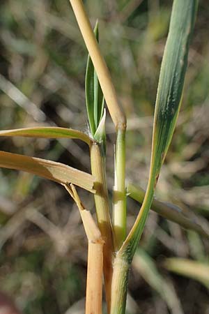 Cynodon dactylon \ Hundszahn-Gras / Bermuda Grass, Cocksfoot Grass, A Seewinkel, Apetlon 23.9.2022