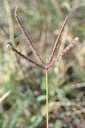 Cynodon dactylon \ Hundszahn-Gras / Bermuda Grass, Cocksfoot Grass, A Seewinkel, Apetlon 23.9.2022