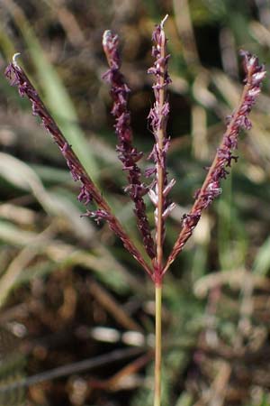 Cynodon dactylon \ Hundszahn-Gras / Bermuda Grass, Cocksfoot Grass, A Seewinkel, Apetlon 23.9.2022