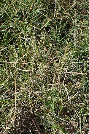 Cynodon dactylon \ Hundszahn-Gras / Bermuda Grass, Cocksfoot Grass, A Seewinkel, Apetlon 23.9.2022