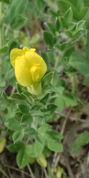 Cytisus ratisbonensis \ Regensburger Zwergginster / Regensburg Broom, A Poysdorf 12.6.2026