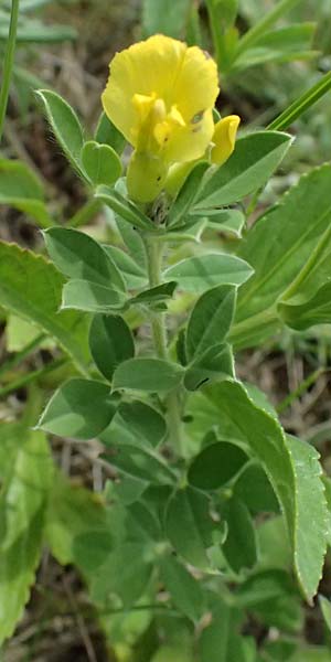 Cytisus ratisbonensis \ Regensburger Zwergginster / Regensburg Broom, A Poysdorf 12.6.2026