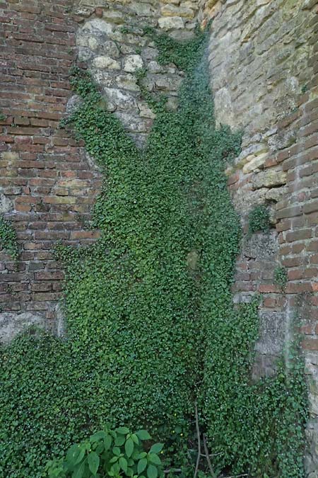 Cymbalaria muralis \ Gemeines Zimbelkraut, Mauer-Zimbelkraut / Ivy-Leaved Toadflax, Kenilworth Toadflax, A Bad Radkersburg 16.6.2026