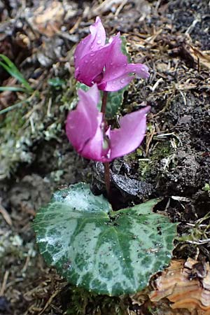 Cyclamen purpurascens \ Europ�isches Alpenveilchen / Cyclamen, A Tyrnau 17.8.2026