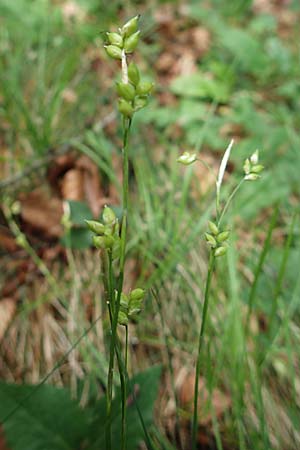 Carex alba \ Weie Segge / White Sedge, A Kärnten/Carinthia, St. Paul im Lavanttal 16.5.2016