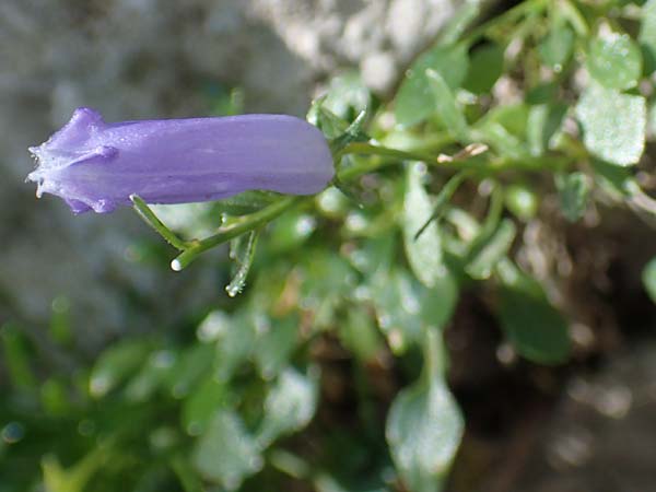 Campanula zoysii \ Zois-Glockenblume / Zois' Bellflower, A K&auml;rnten/Carinthia, Petzen 8.8.2016