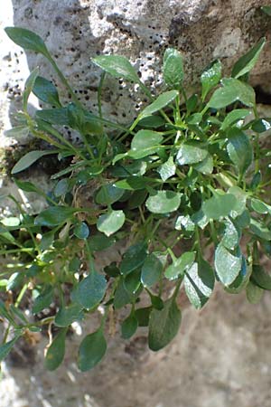 Campanula zoysii \ Zois-Glockenblume / Zois' Bellflower, A K&auml;rnten/Carinthia, Petzen 8.8.2016