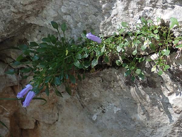 Campanula zoysii \ Zois-Glockenblume / Zois' Bellflower, A K&auml;rnten/Carinthia, Petzen 8.8.2016