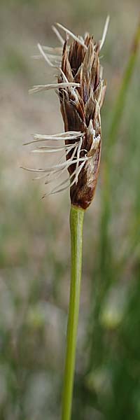Carex curvula \ Gewhnliche Krumm-Segge / Curly Sedge, A Seckauer Tauern, Brandstätter Törl 1.7.2021