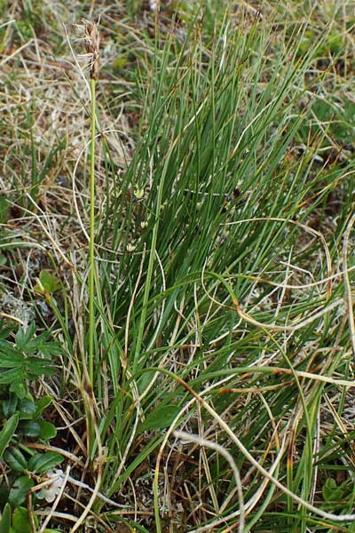 Carex curvula \ Gewhnliche Krumm-Segge / Curly Sedge, A Seckauer Tauern, Brandstätter Törl 1.7.2021