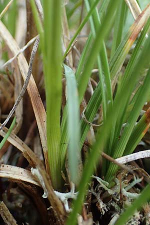 Carex curvula \ Gewhnliche Krumm-Segge / Curly Sedge, A Seckauer Tauern, Brandstätter Törl 1.7.2021