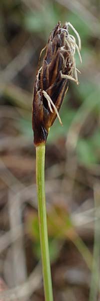 Carex curvula \ Gewhnliche Krumm-Segge / Curly Sedge, A Seckauer Tauern, Brandstätter Törl 1.7.2021