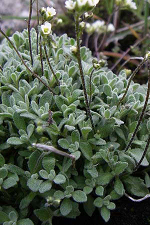 Draba dubia \ Gletscher-Felsenblmchen, Eis-Felsenblmchen / Austrian Whitlowgrass, A Malta - Tal / Valley 7.6.2008